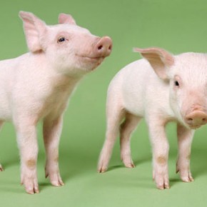 Best Chinese Tech Clones of 2011
